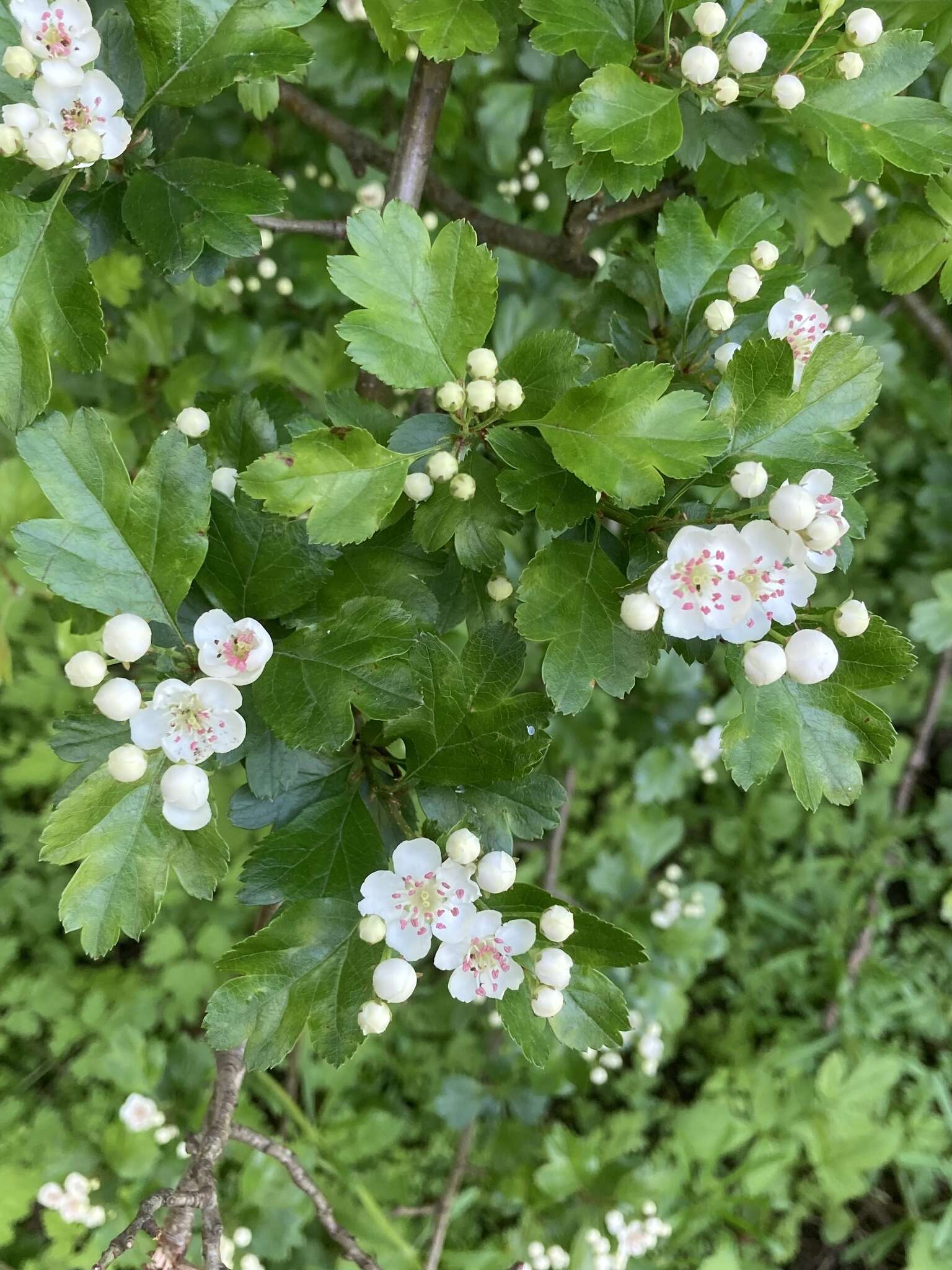 صورة Crataegus media Bechst.