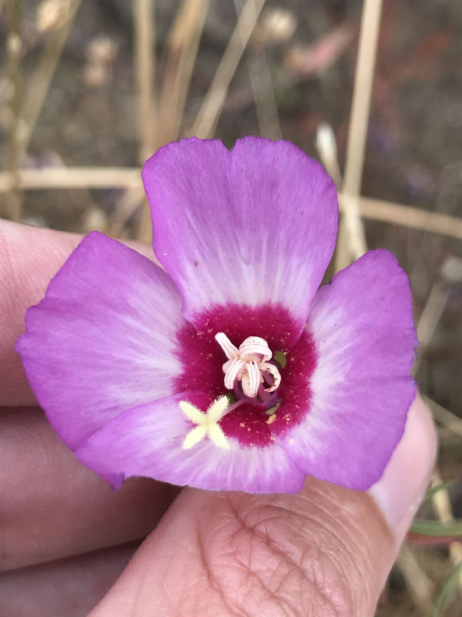 Image of Tracy's clarkia