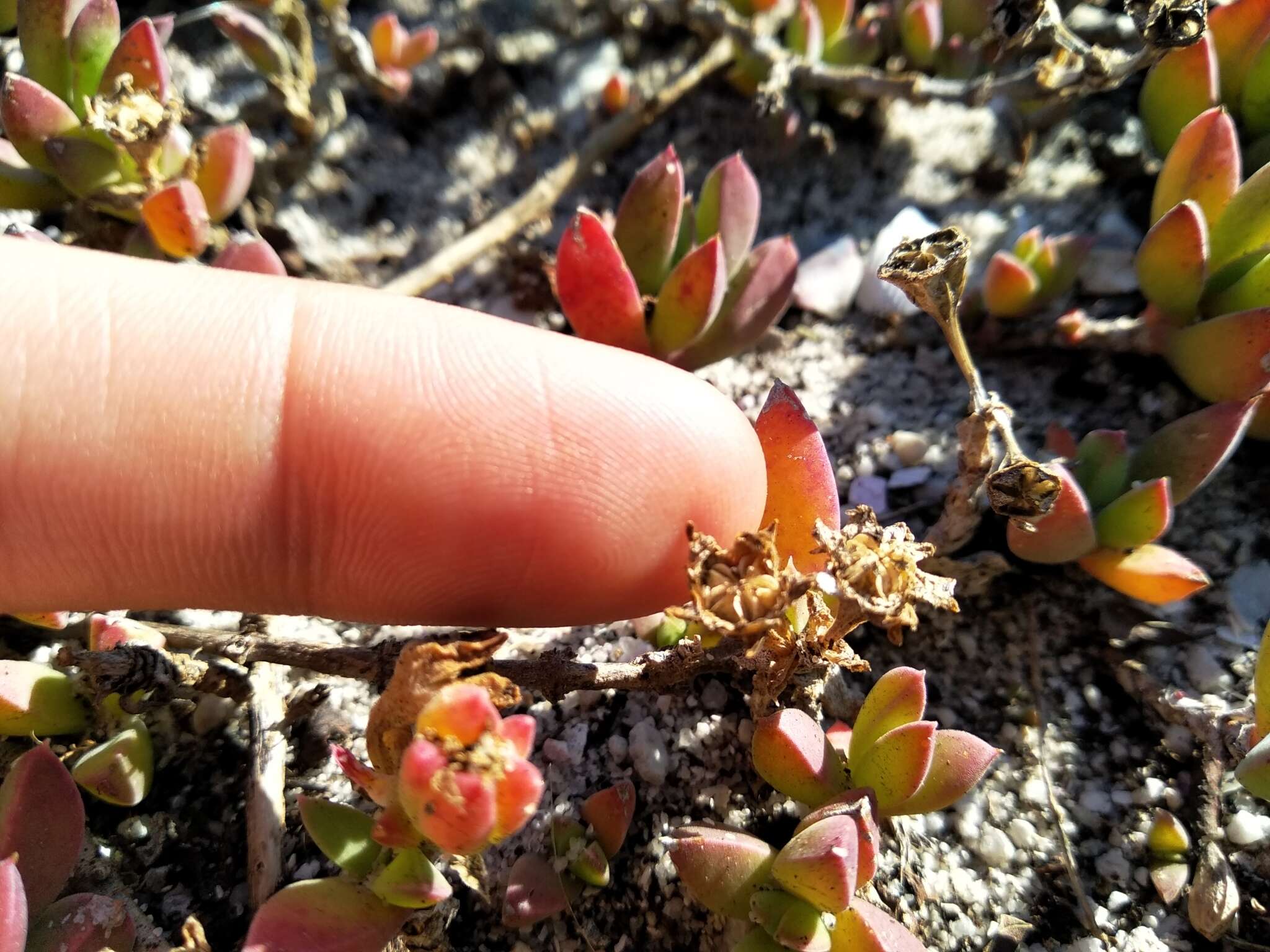 Image of Delosperma guthriei Lavis