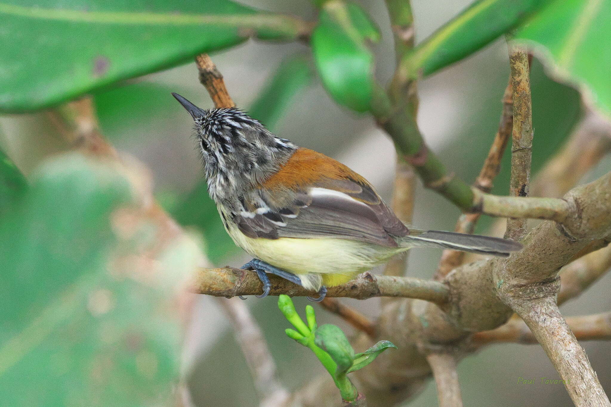 Image de Terenura Cabanis & Heine 1860