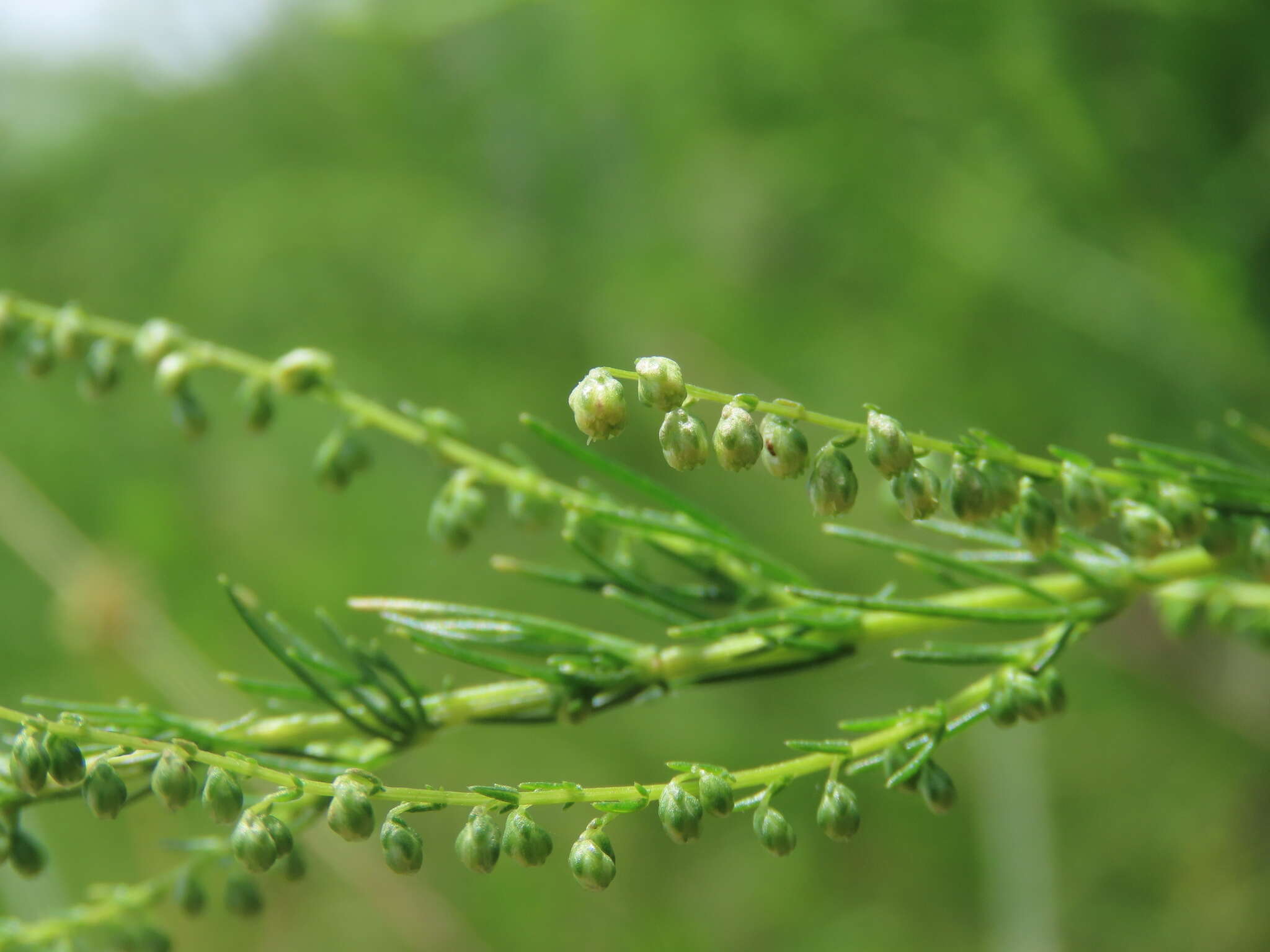 Image of Artemisia capillaris Thunb.