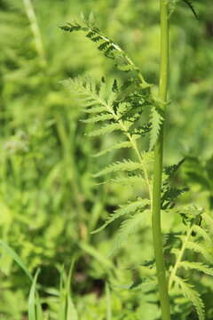 Imagem de Pedicularis atropurpurea Nordm.