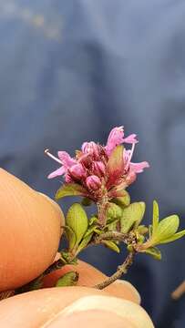 Image of Thymus praecox subsp. praecox