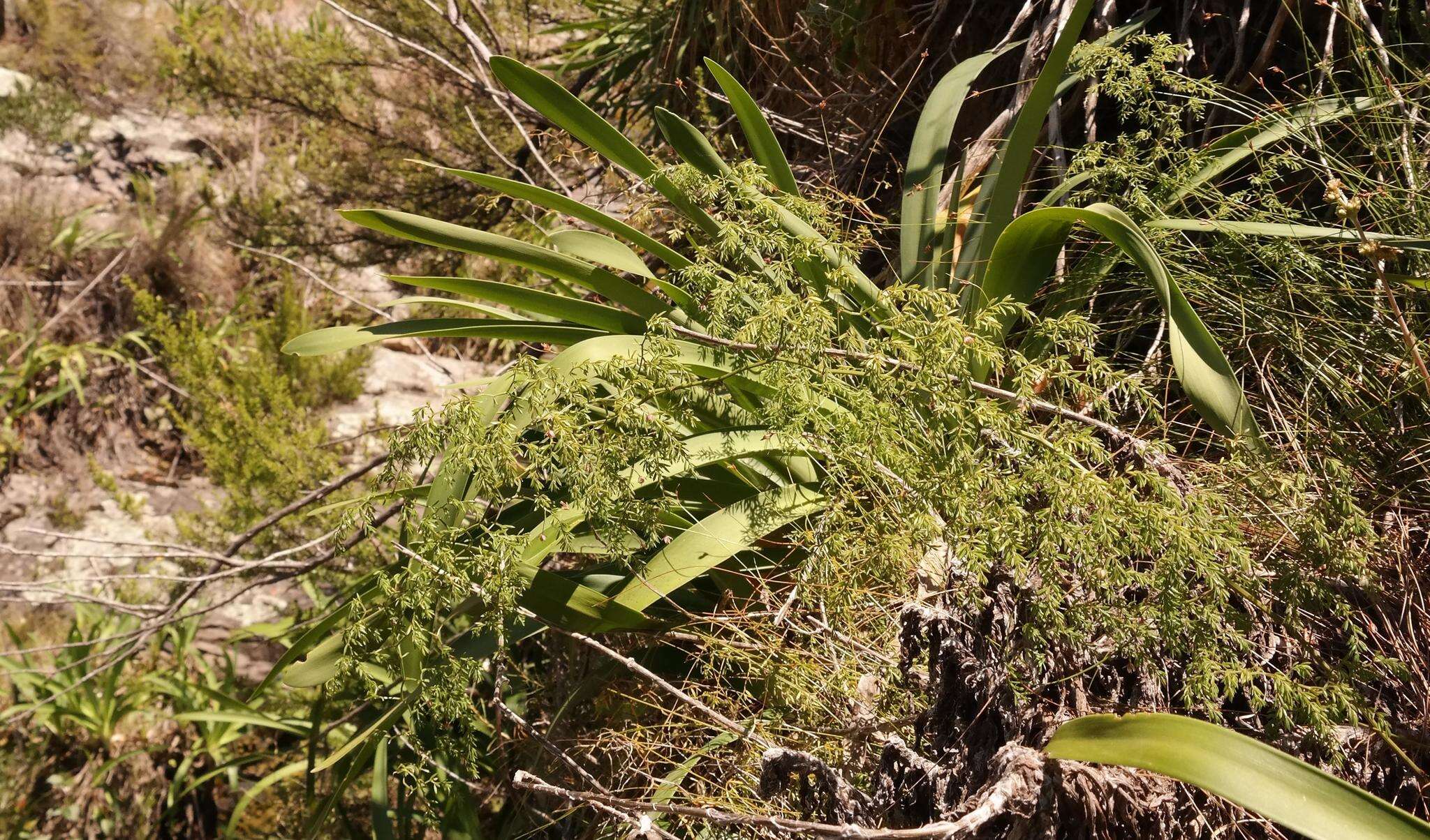 Image of Asparagus ramosissimus Baker