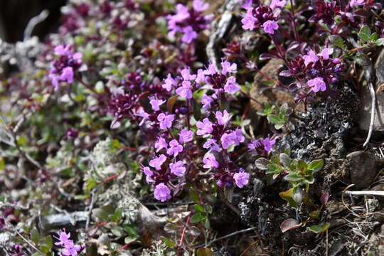 Image de Thymus indigirkensis Karav.