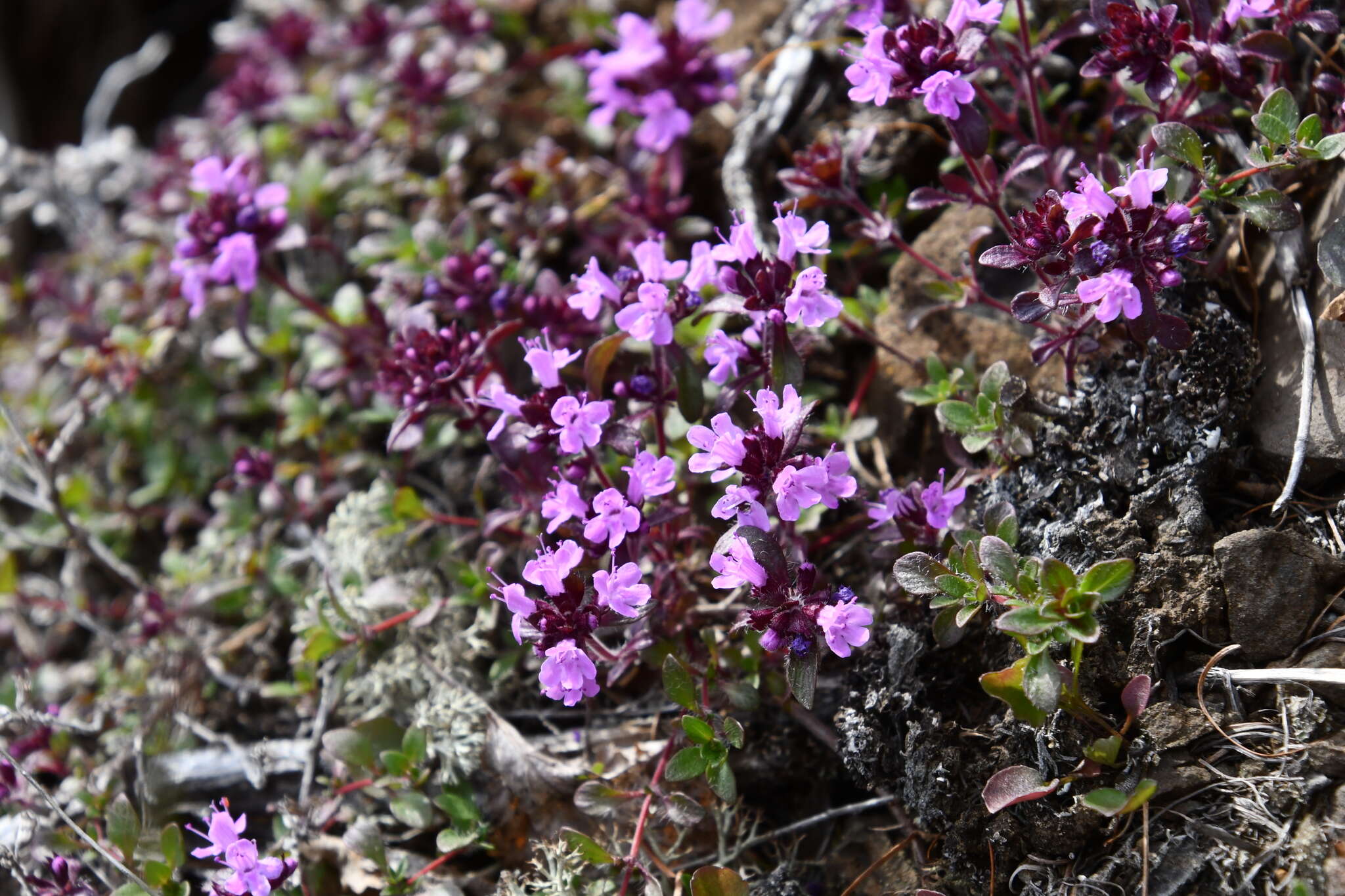 Слика од Thymus indigirkensis Karav.