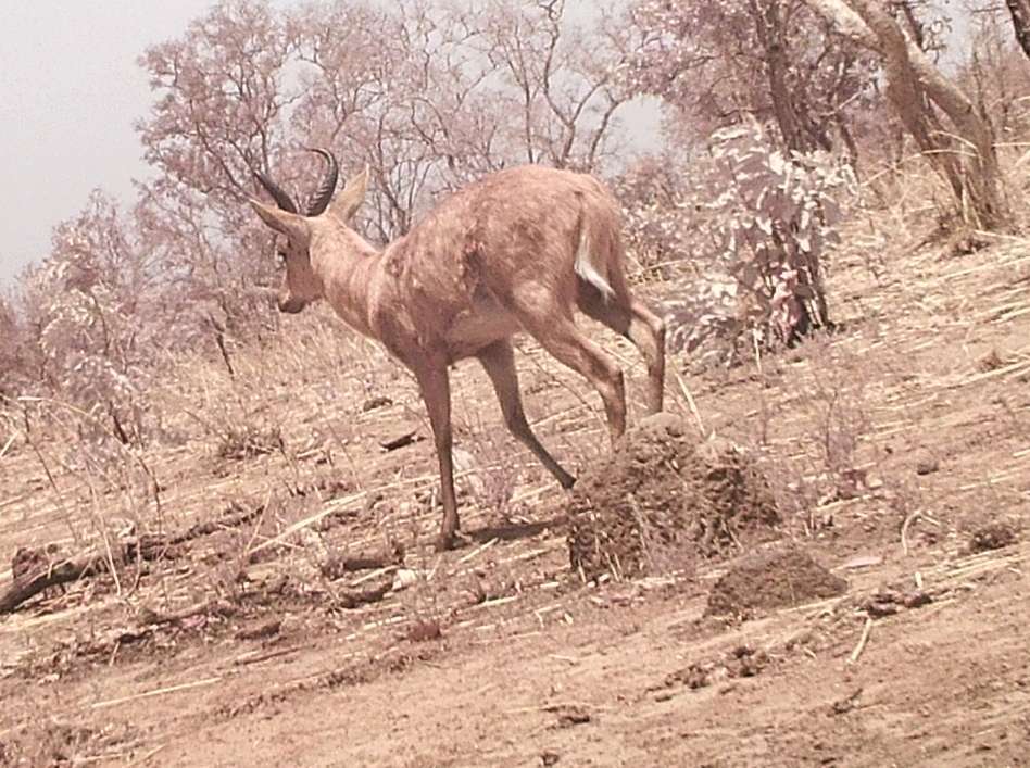 Image of Bohor Reedbuck