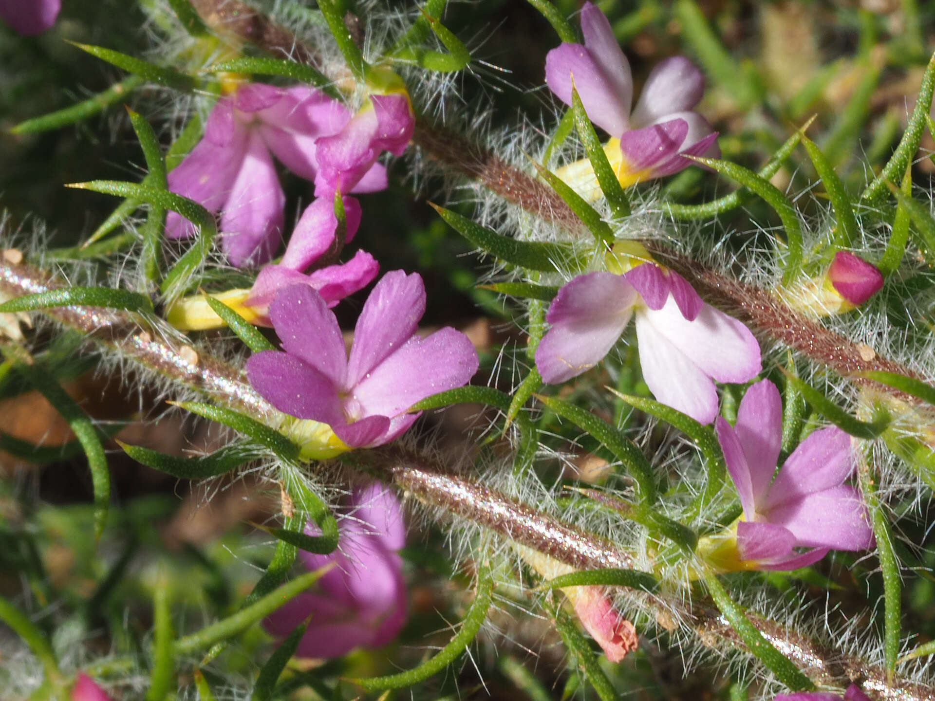 Image of Muraltia decipiens Schlechter