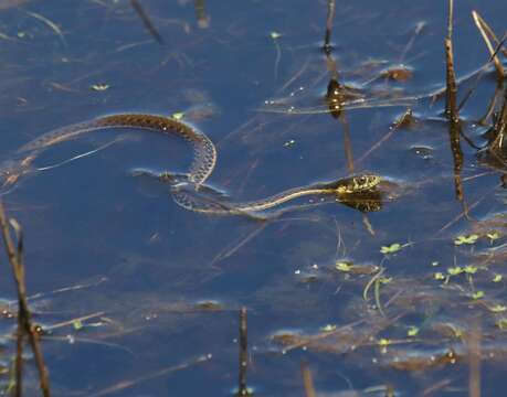 Image of Two-striped Garter Snake