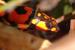 Image of Harlequin Poison Frog