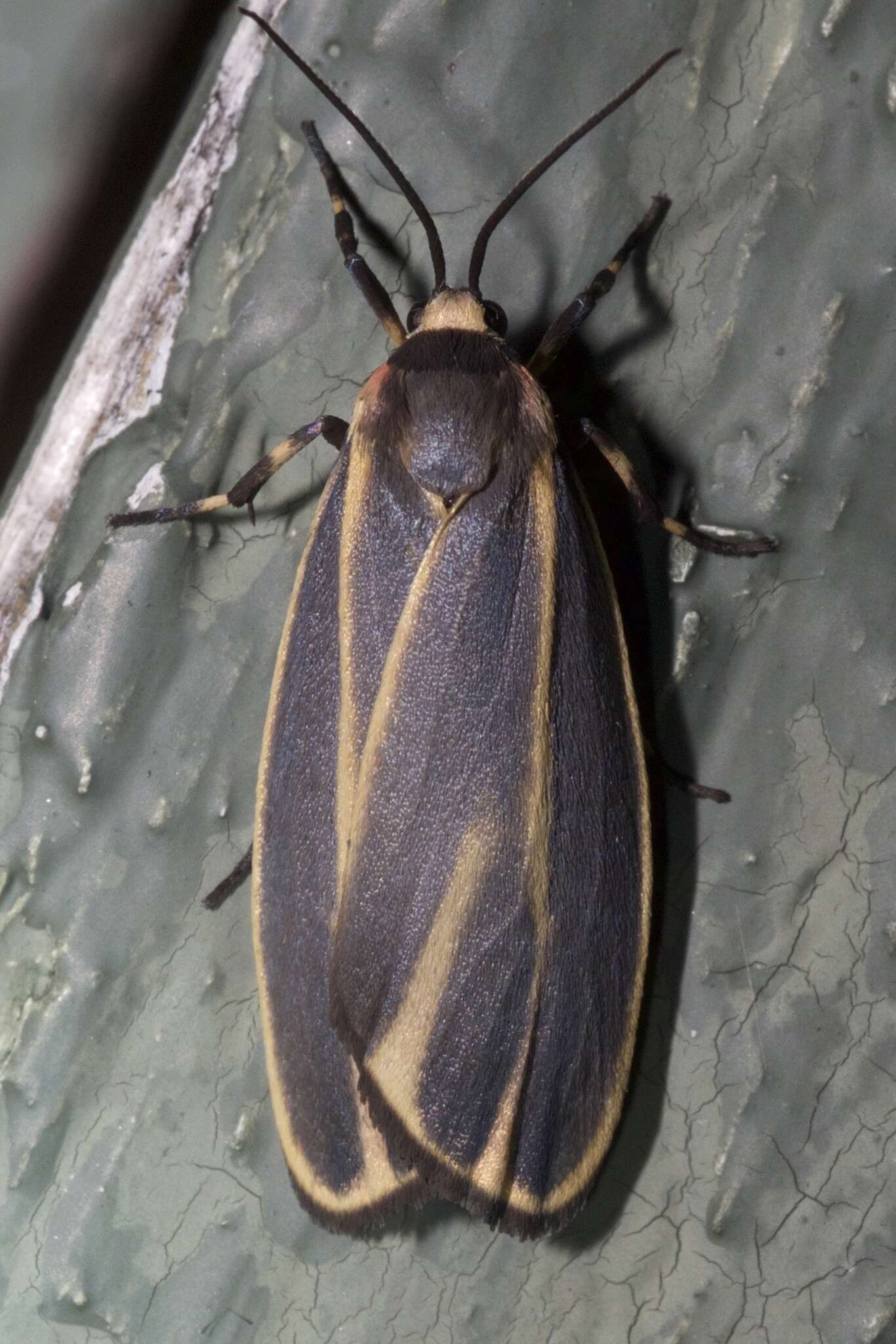 Image of Painted Lichen Moth