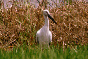 Image of Japanese White Stork