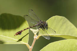 Image of Paragomphus nyasicus Kimmins 1955