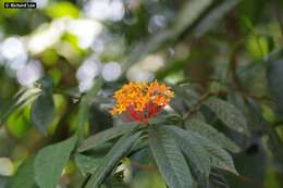 Image of Ixora congesta Roxb.