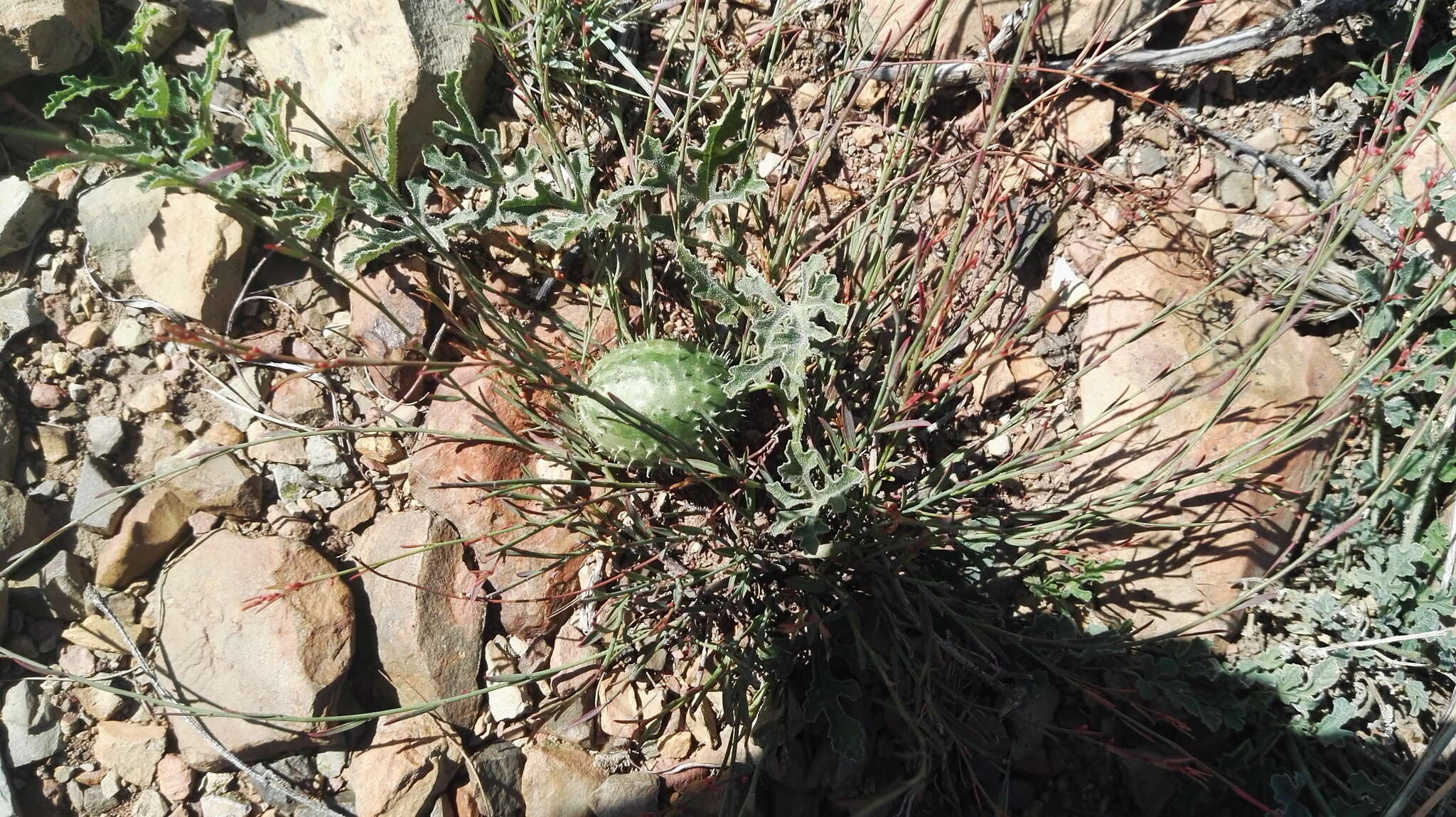 Image de Cucumis zeyheri Sond.