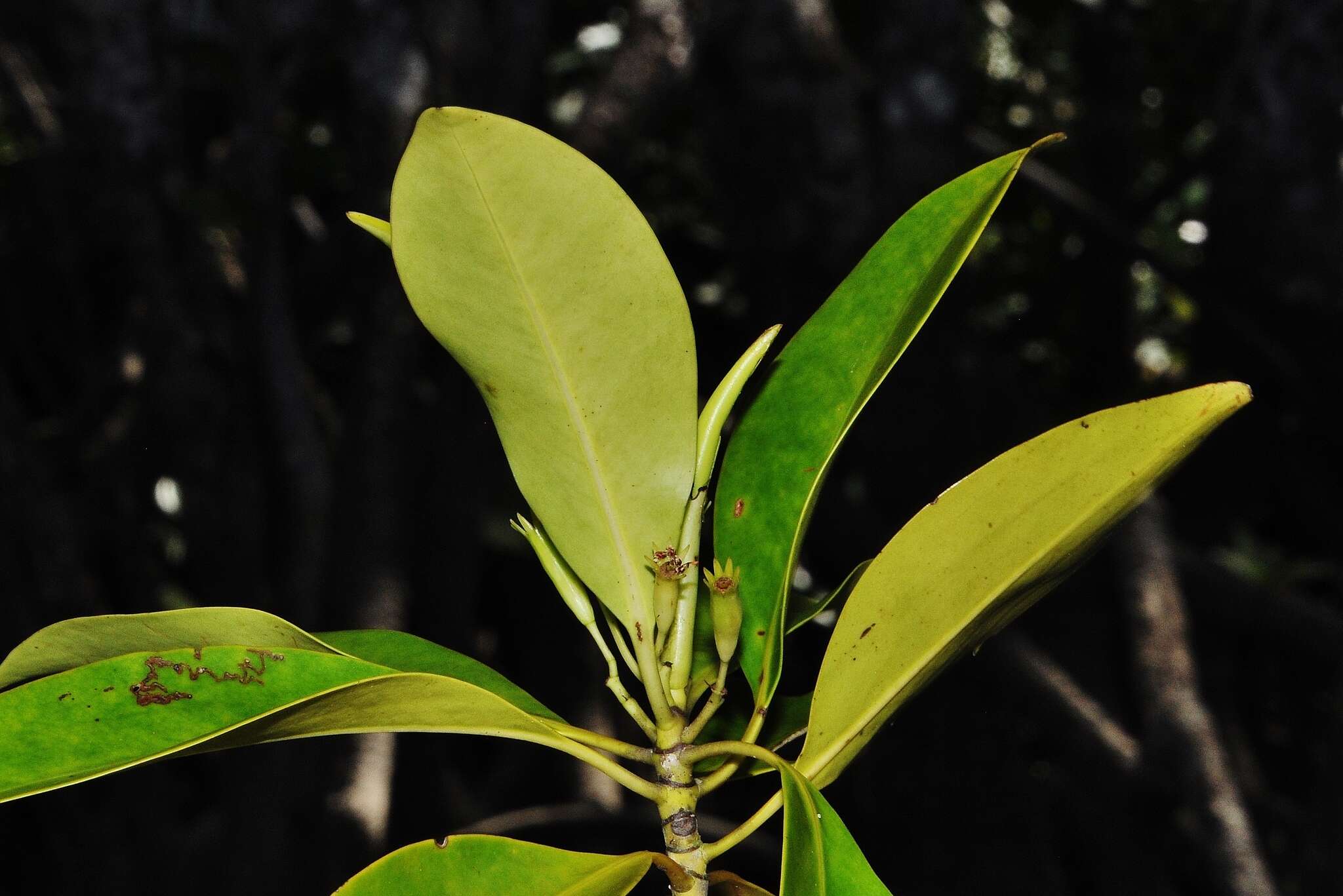 Image of Smallflower Bruguiera