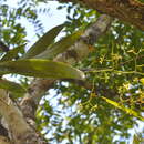 Imagem de Encyclia rzedowskiana Soto Arenas