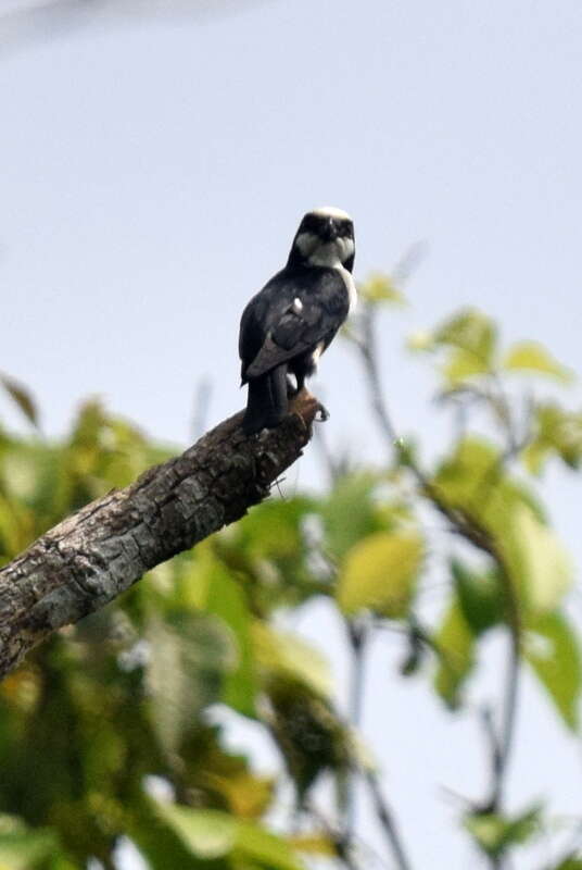 Borneo küçük doğanı resmi