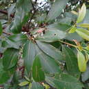 Image of Machilus zuihoensis var. mushaensis (F. Y. Lu) Y. C. Liu