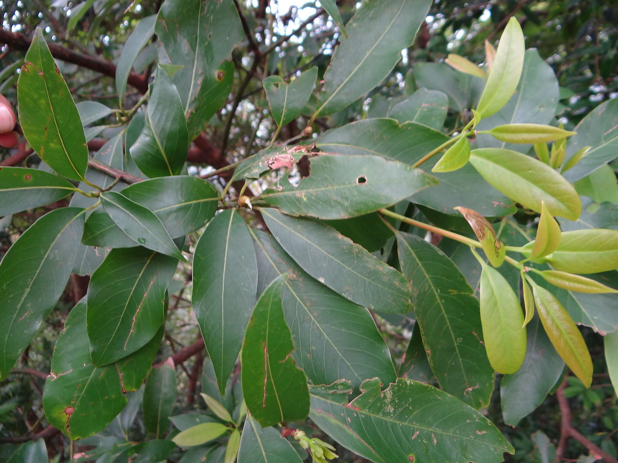 Image of Machilus zuihoensis var. mushaensis (F. Y. Lu) Y. C. Liu