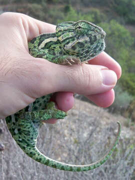 Image of Chamaeleo chamaeleon chamaeleon (Linnaeus 1758)