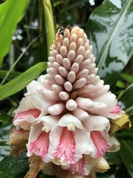 Image of Alpinia pricei Hayata