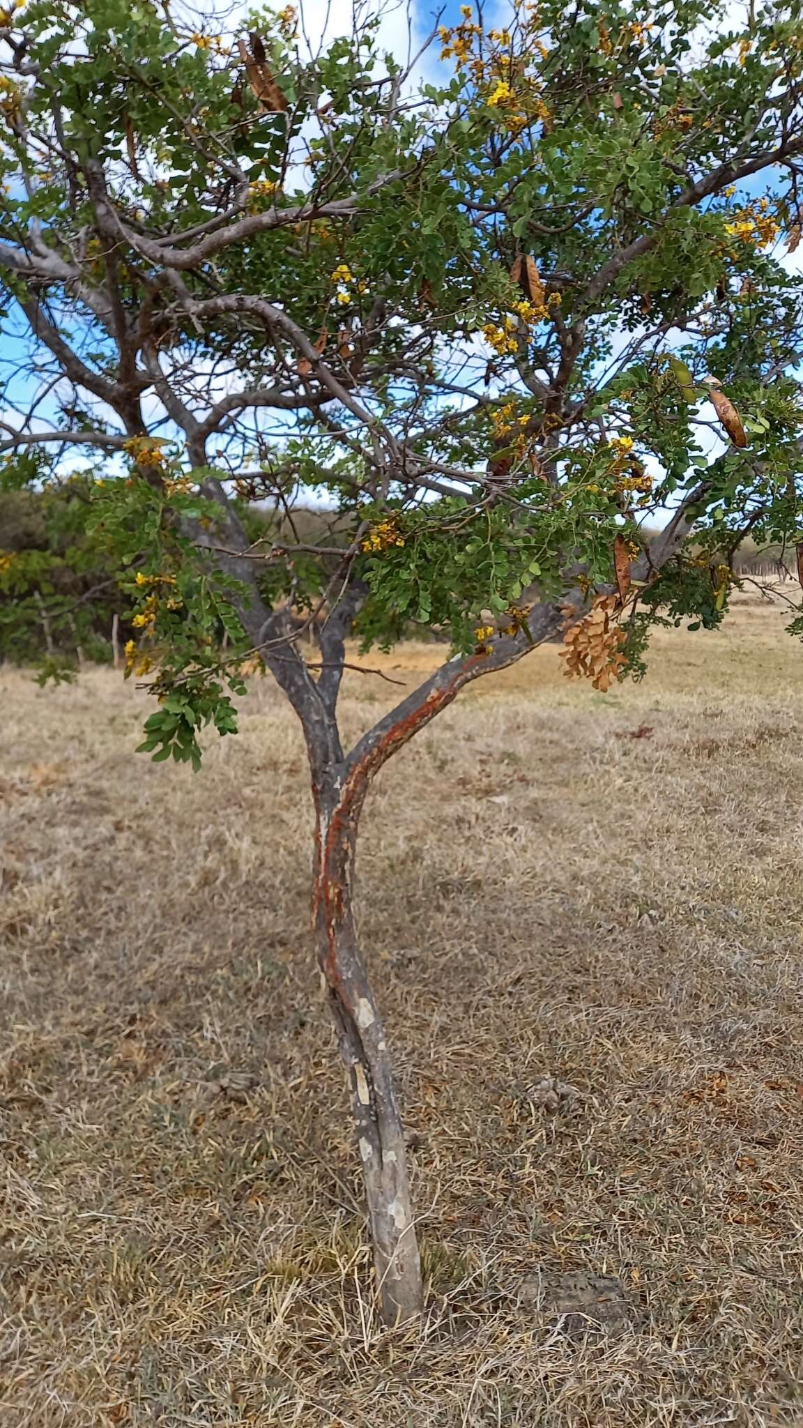 Sivun <i>Cenostigma nordestinum</i> E. Gagnon & G. P. Lewis kuva