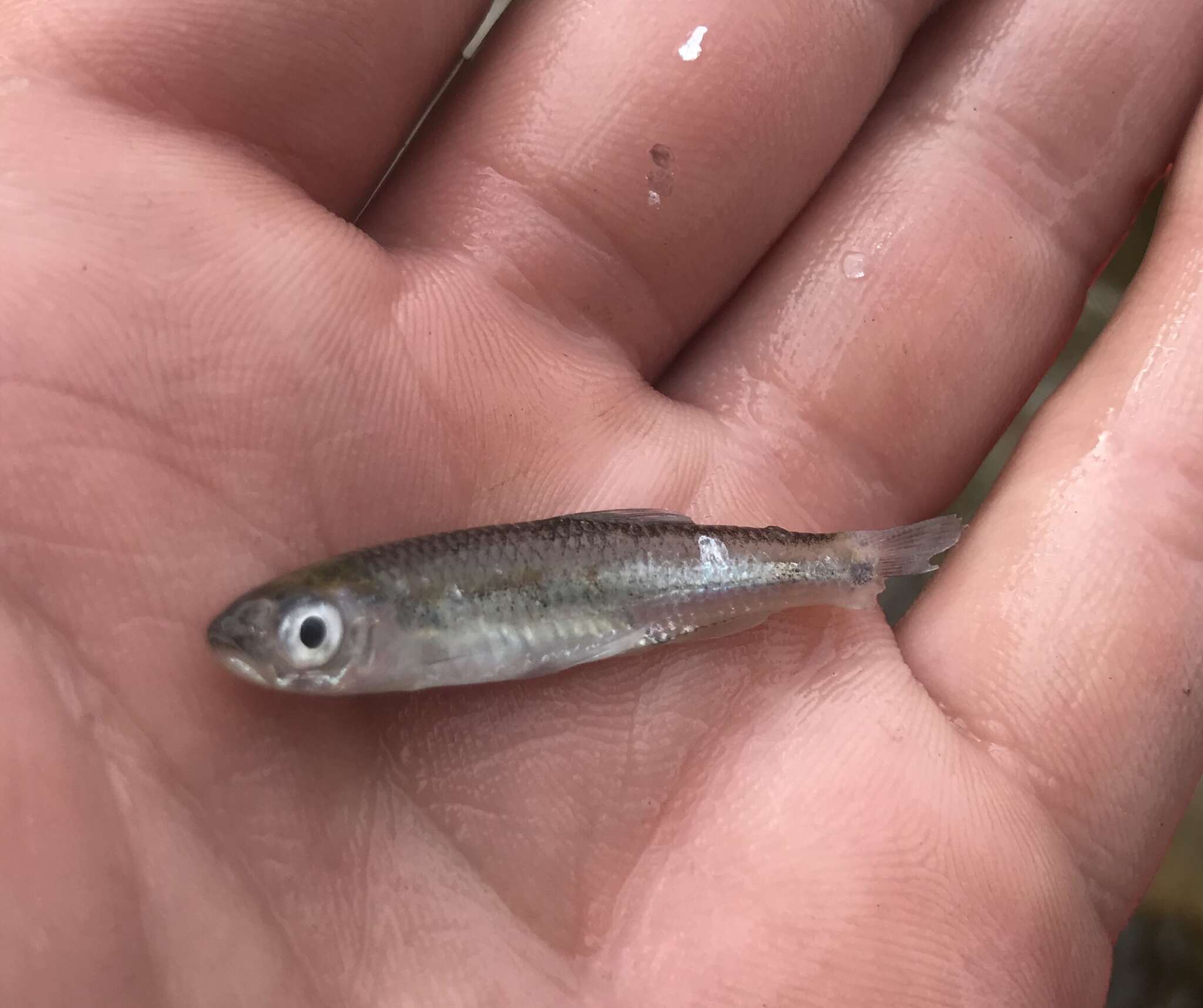 Image of texas shiner