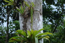 صورة Werauhia gladioliflora (H. Wendl.) J. R. Grant