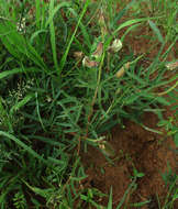 Image of Crotalaria burkeana Benth.