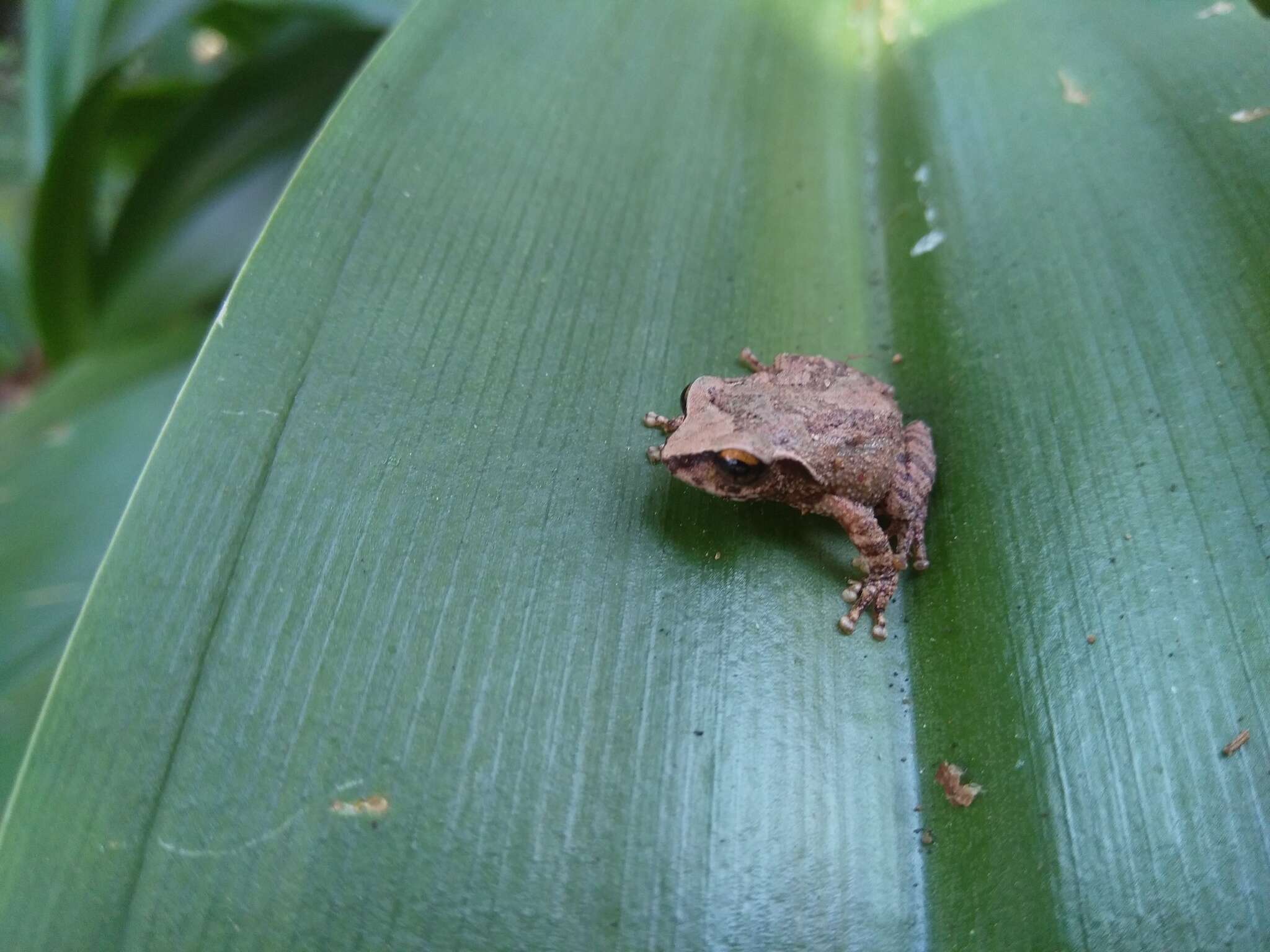 Image of Koadaikanal Bush Frog