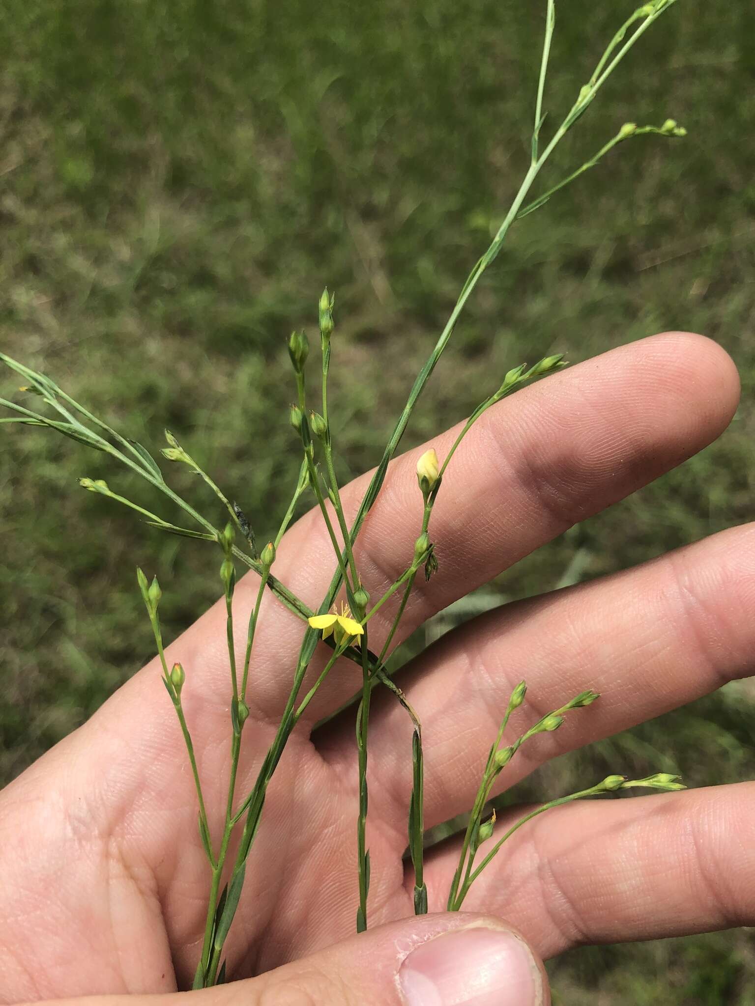 Image of Florida Yellow Flax