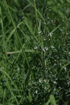 Image of Wild germander