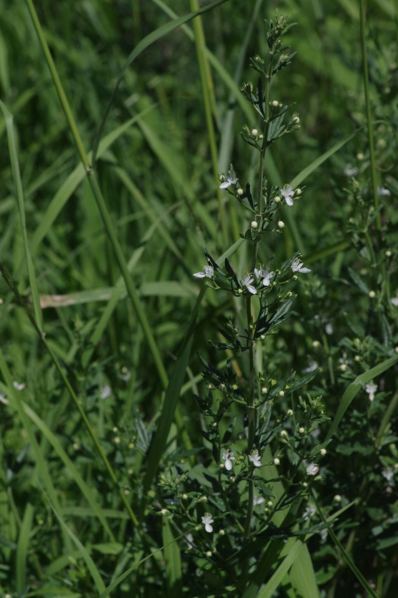 Image de Teucrium trifidum Retz.