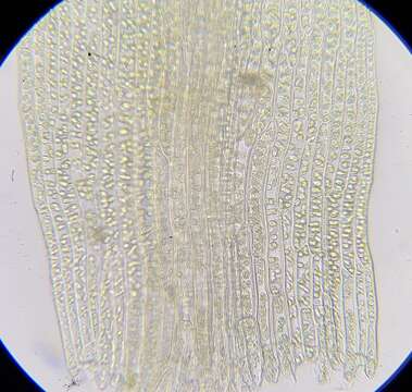 Dicranella rufescens (Dicks.) Schimp.的圖片