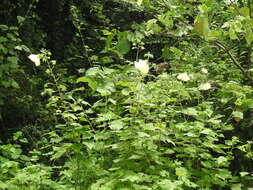 Hibiscus vitifolius L.的圖片