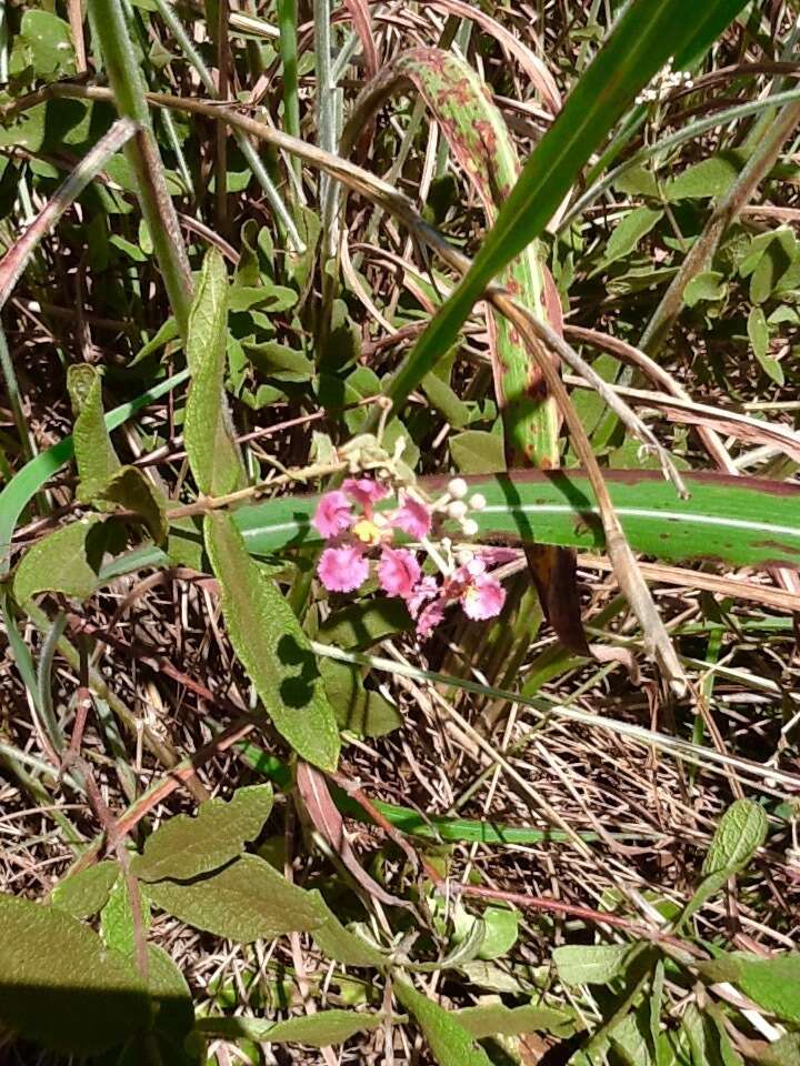 Image of Banisteriopsis campestris (A. Juss.) Little