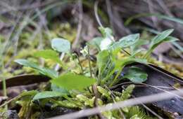 Image of Viola hederacea subsp. cleistogamoides L. Adams