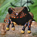 Image of Rio Chingual Valley tree frog