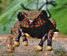 Image of Rio Chingual Valley tree frog