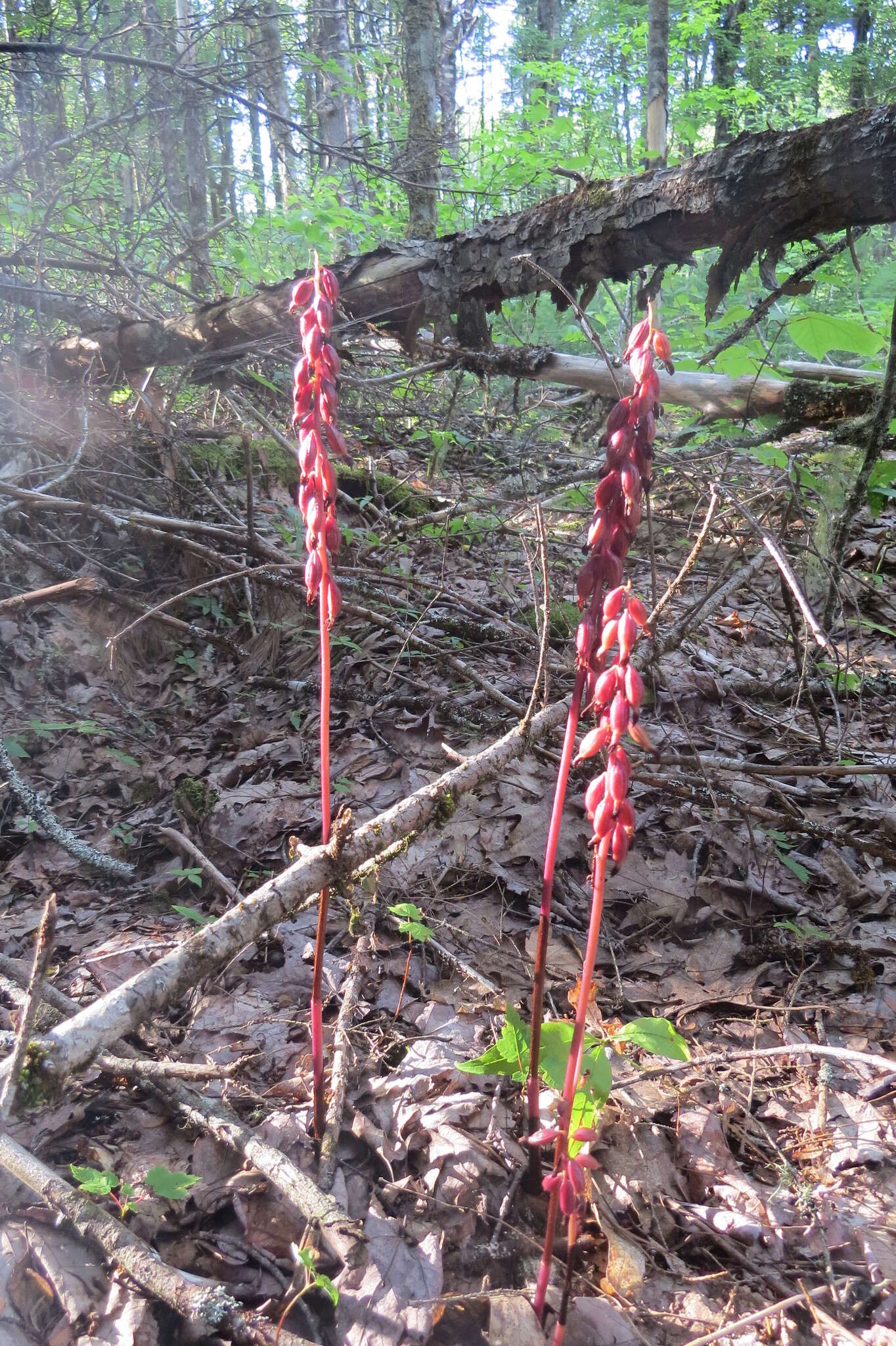 Image of Corallorhiza maculata var. maculata