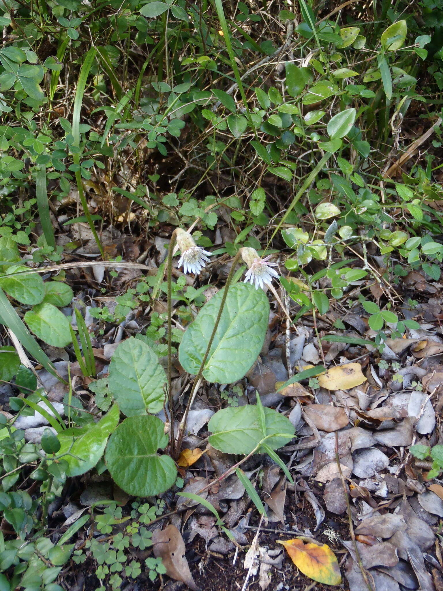 Image of Piloselloides cordata (Thunb.) C. Jeffrey