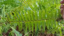 Image of Boston swordfern