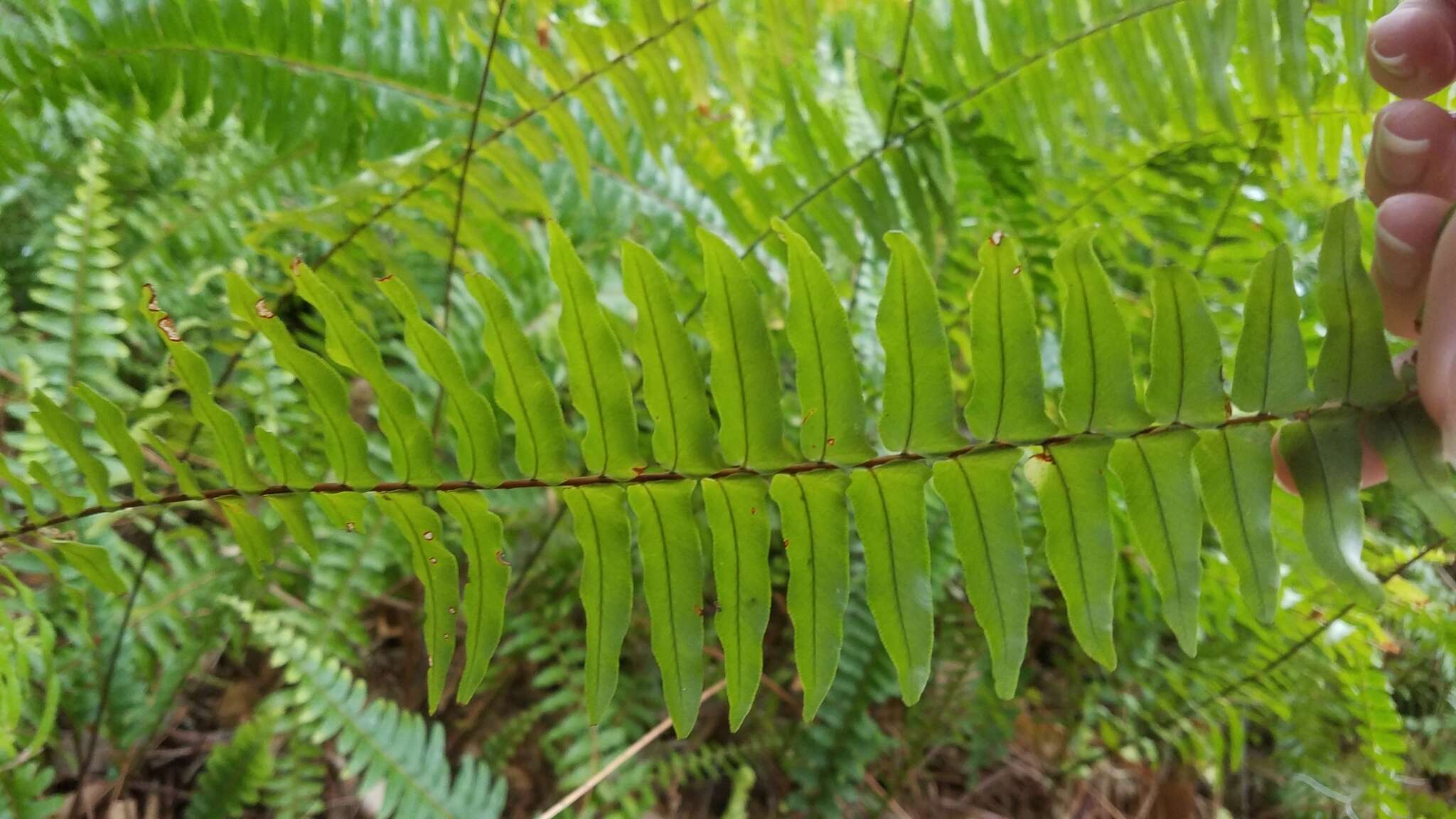 Слика од Nephrolepis exaltata (L.) Schott