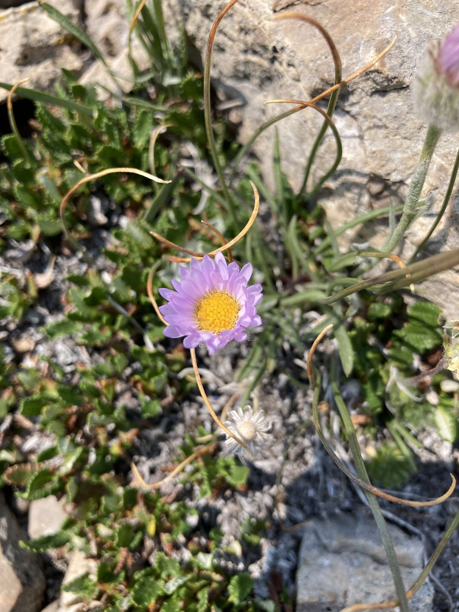 Image of Lackschewitz's fleabane