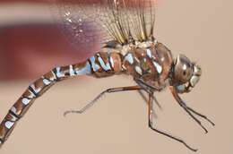 Image of Variable Darner