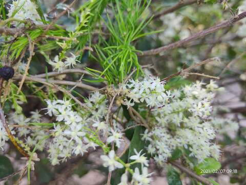 Imagem de Asparagus racemosus Willd.