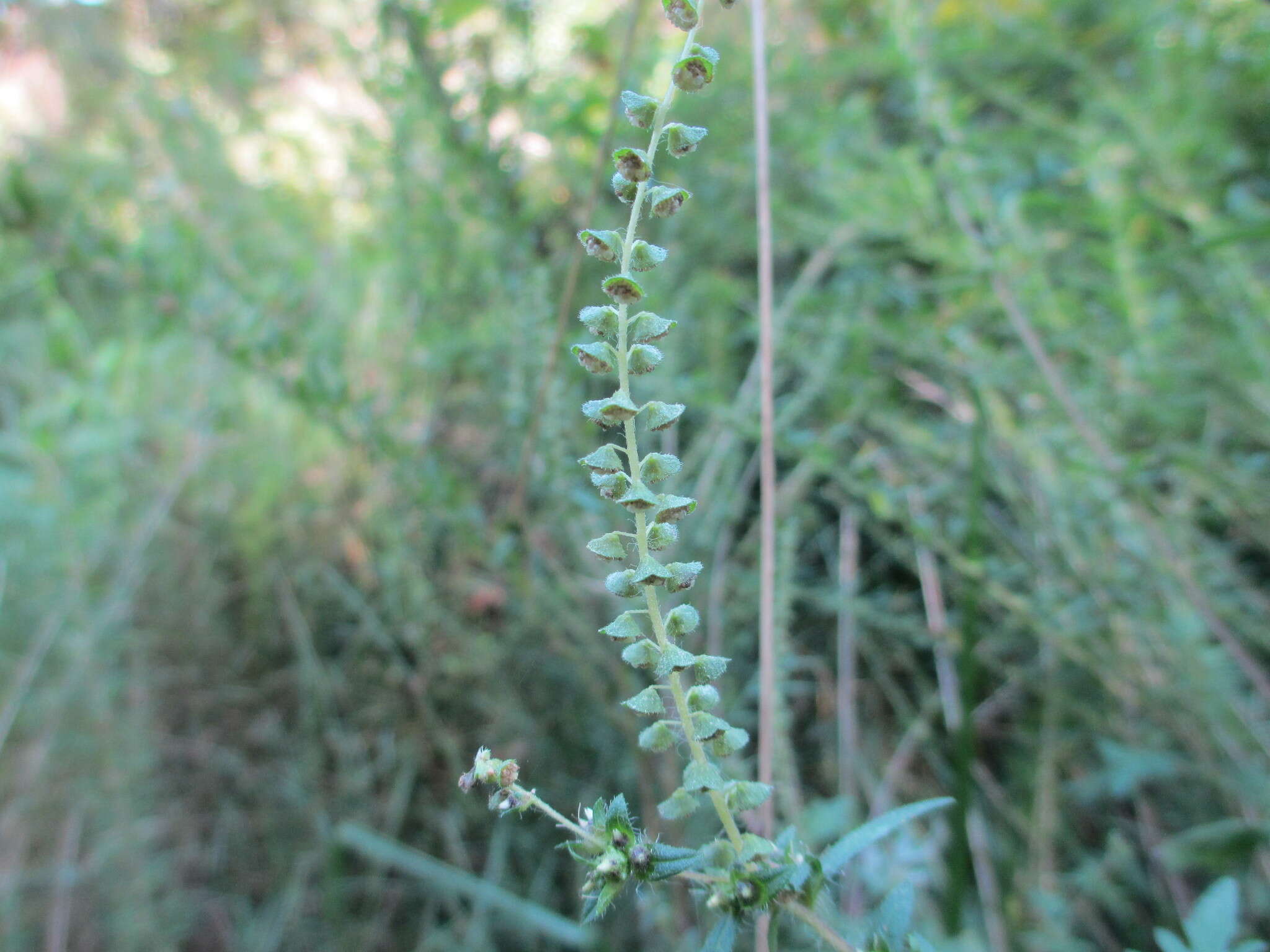 Image of annual ragweed