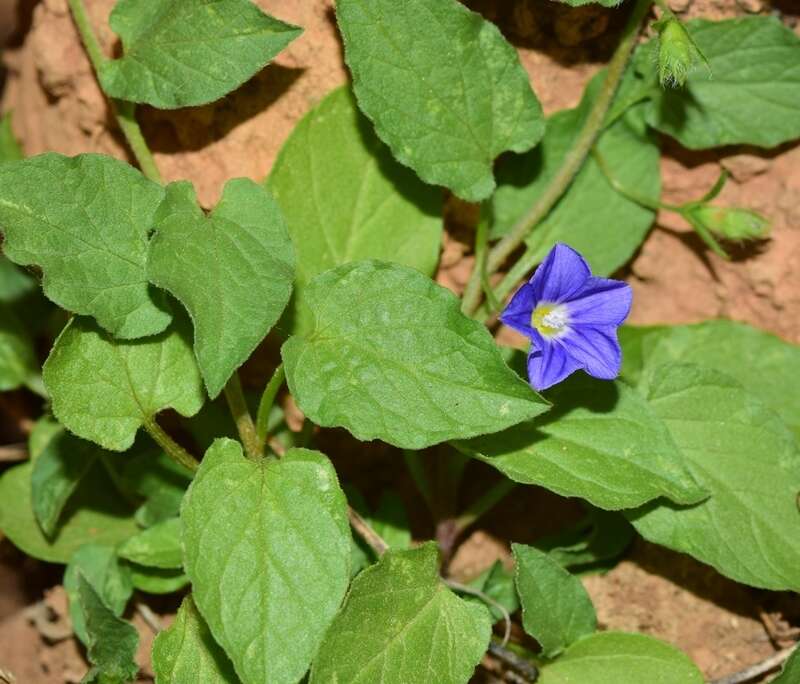 Image de Convolvulus siculus L.