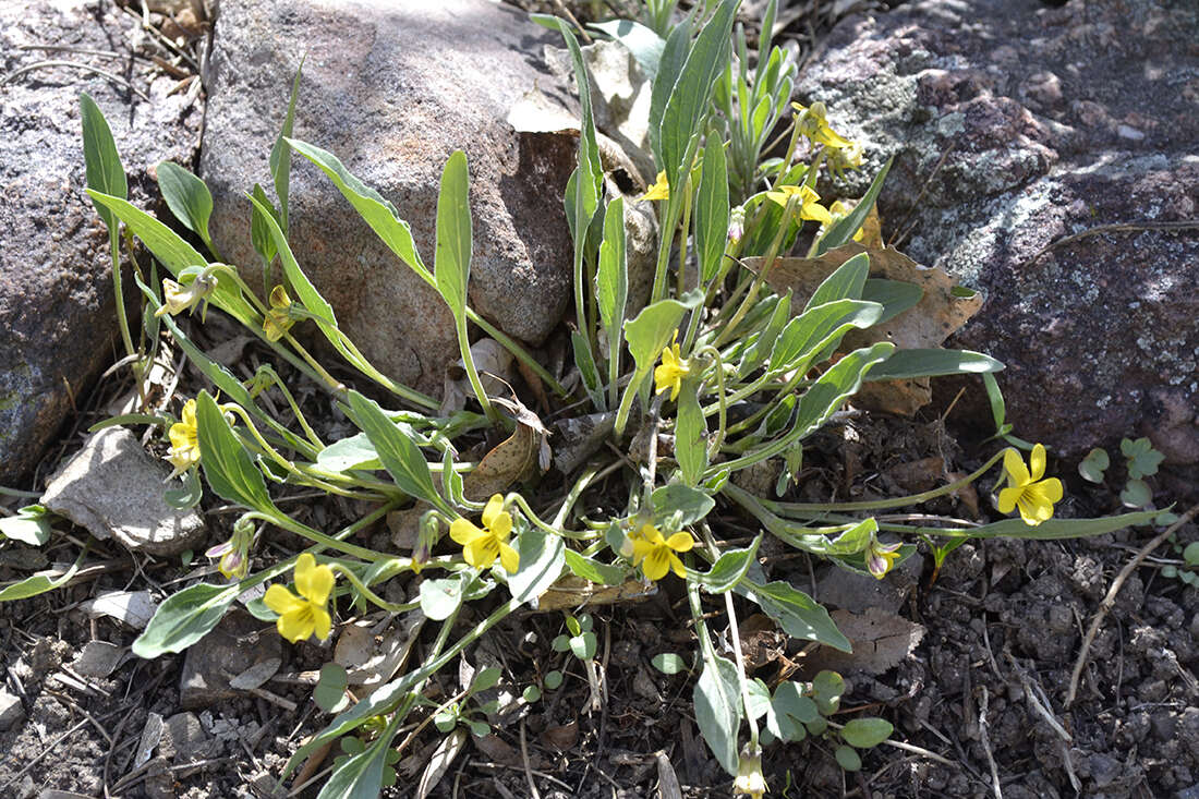 Image of Nuttall's violet